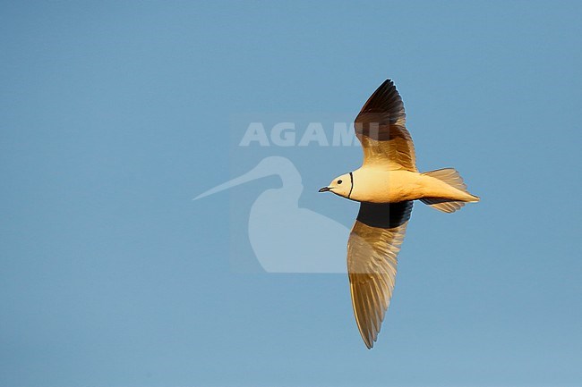 Ross's Gull; stock-image by Agami/Chris van Rijswijk,