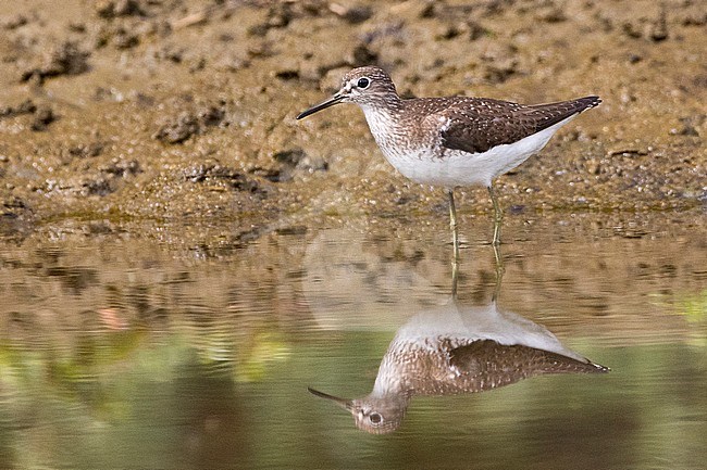 First-winter Solitary Sandpiper (Tringa solitaria) stock-image by Agami/David Monticelli,