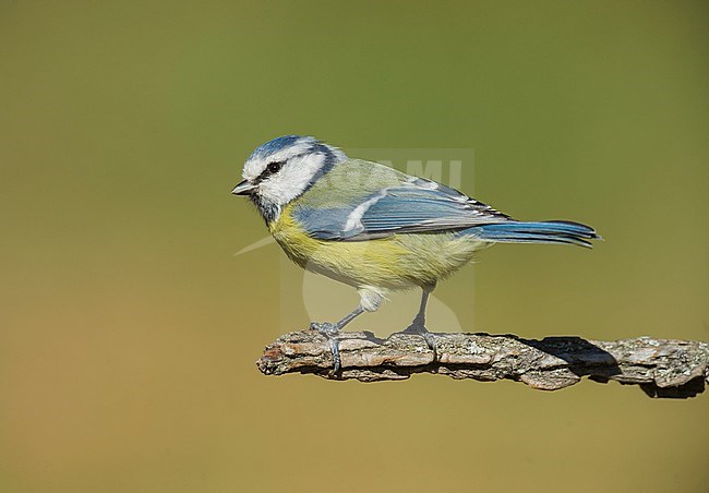 Pimpelmees, Blue Tit stock-image by Agami/Alain Ghignone,