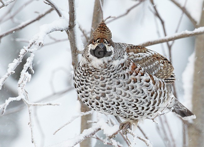 Mannetje Hazelhoen in besneeuwde struik, Male Hazel Grouse in snow covered scrub stock-image by Agami/Markus Varesvuo,