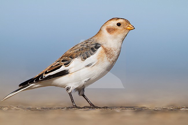 Snow Bunting (Plectrophenax nivalis nivalis) standing on the beach in Germany during autumn migration. stock-image by Agami/Ralph Martin,