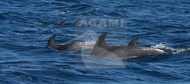 Tuimelaars bij Tarifa; Bottlenose Dolphins off Tarifa stock-image by Agami/Bas Haasnoot,