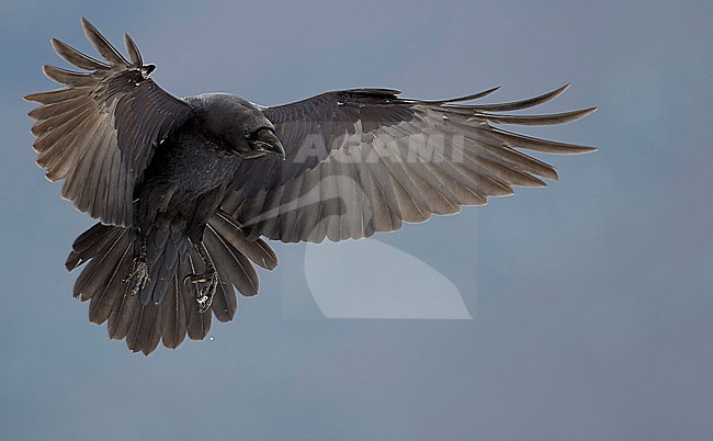 Common Raven (Corvus corax) going to land. In flight with spread wings. stock-image by Agami/Markus Varesvuo,