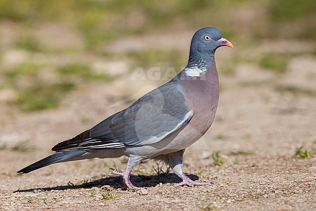 Common Wood Pigeon (Columba palumbus), side view of an adult standing on the ground, Abruzzo, Italy stock-image by Agami/Saverio Gatto,