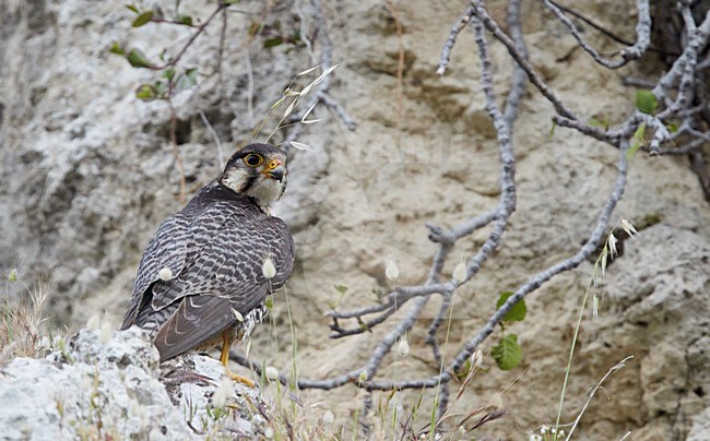 Mannetje Lannervalk zittend op rots, Male Lanner Falcon perched on rock stock-image by Agami/Markus Varesvuo,