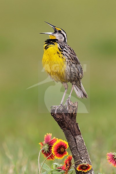 Witkaakweidespreeuw, Eastern Meadowlark, Sturnella magna stock-image by Agami/Brian E Small,