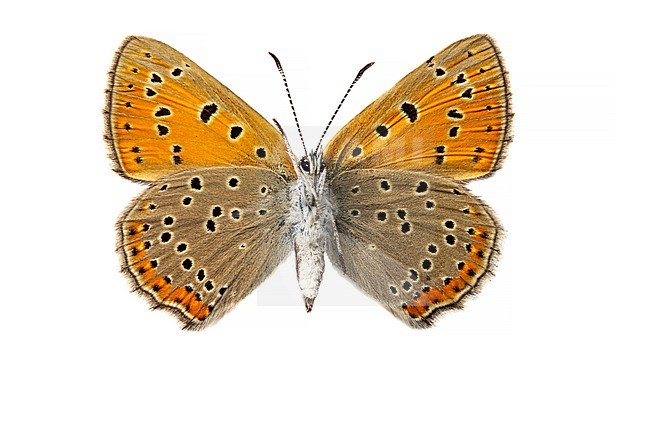 Rode vuurvlinder; Purple-edged Copper; Lycaena hippothoe stock-image by Agami/Wil Leurs,