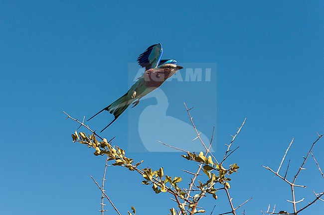 A lilac-breasted roller, Coracias caudatus, in flight. Khwai Concession Area, Okavango Delta, Botswana. stock-image by Agami/Sergio Pitamitz,