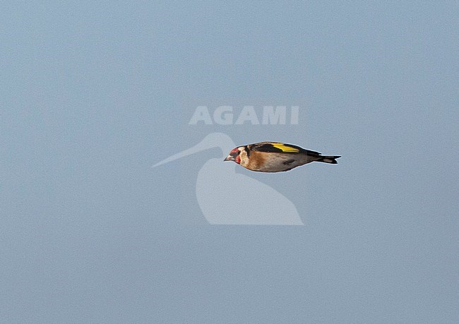 European Goldfinch (Carduelis carduelis) flying by during winter in The Netherlands. Wintering flock on Wadden Island Terschelling. stock-image by Agami/Edwin Winkel,