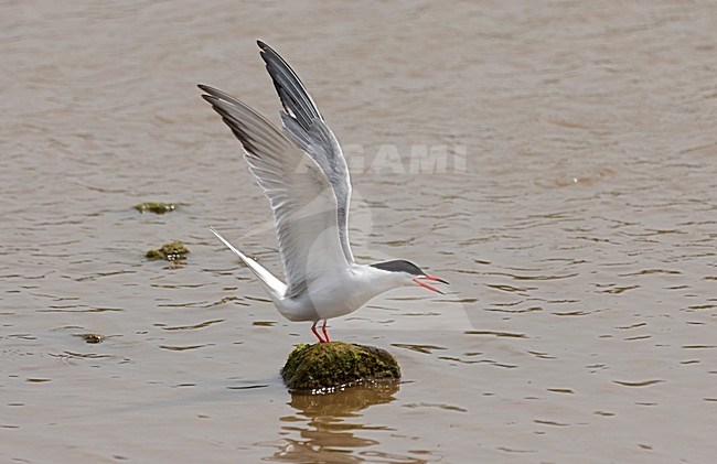 Common Tern wings up; Visdief vleugels omhoog stock-image by Agami/Roy de Haas,