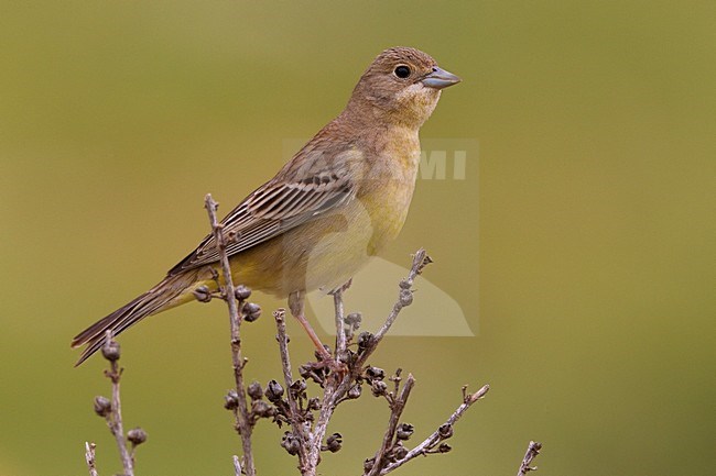 Zwartkopgors vrouw; Black-headed Bunting female stock-image by Agami/Daniele Occhiato,