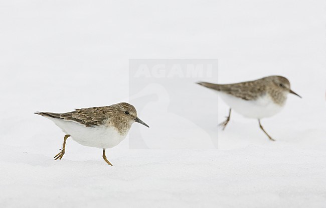 Temmincks Strandloper in de sneeuw; Temminck\'s Stint in the snow stock-image by Agami/Markus Varesvuo,