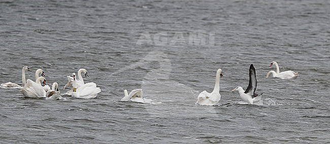 Black-browed Albatross (Thalassarche melanophris) landing in flock of Mute Swans in lake at Sylt, Germany stock-image by Agami/Helge Sorensen,