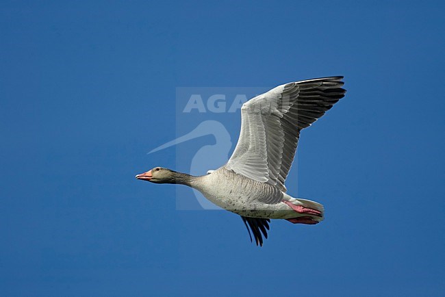 Grauwe Gans in de vlucht; Greylag Goose in flight stock-image by Agami/Markus Varesvuo,