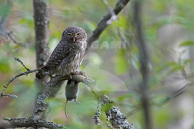 Eurasian Pygmy Owl, Dwerguil stock-image by Agami/Jari Peltomäki,