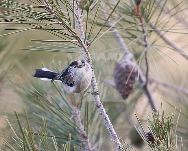 Long-tailed Tit - Schwanzmeise - Aegithalos caudatus ssp. irbii, Spain stock-image by Agami/Ralph Martin,