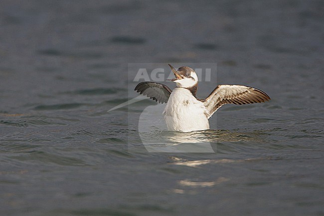 Common Guillemot (Uria aalge) swimming in the harbour of Wadden Isle Terschelling, Netherlands stock-image by Agami/Arie Ouwerkerk,