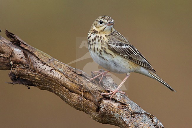 Boompieper zittend in een boom; Tree Pipit perched in a tree stock-image by Agami/Daniele Occhiato,