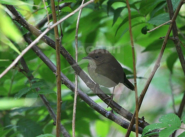 The Sichuan bush warbler (Locustella chengi) lives primarily in the thick brush and on tea plantations in five mountainous provinces of central China. The species is described new to science in 2015. stock-image by Agami/James Eaton,