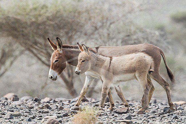 Donkey - Esel - Equus asinus, Oman stock-image by Agami/Ralph Martin,