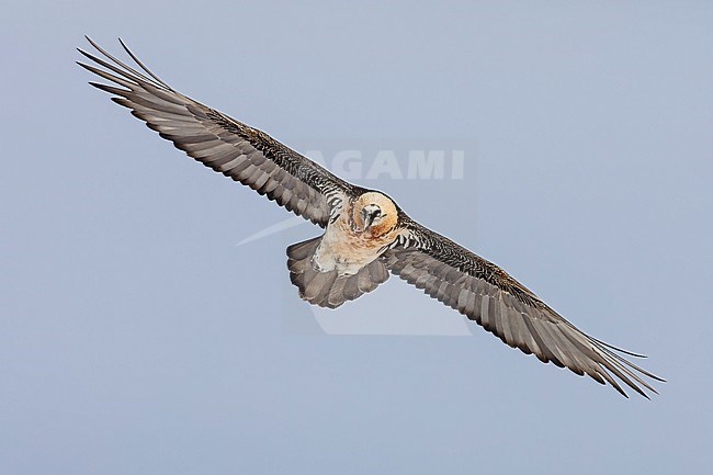 Adult  Bearded Vulture (Gypaetus barbatus) flying against blue sky  in the swiss alps. stock-image by Agami/Marcel Burkhardt,