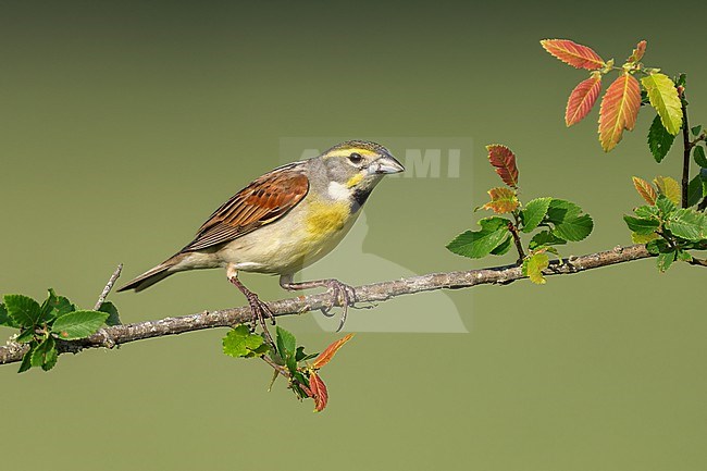 Adult male breeding
Madison Co., TX
May 2022 stock-image by Agami/Brian E Small,