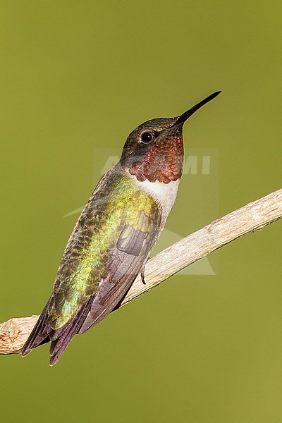 Adult male
Galveston Co., TX
April 2012 stock-image by Agami/Brian E Small,