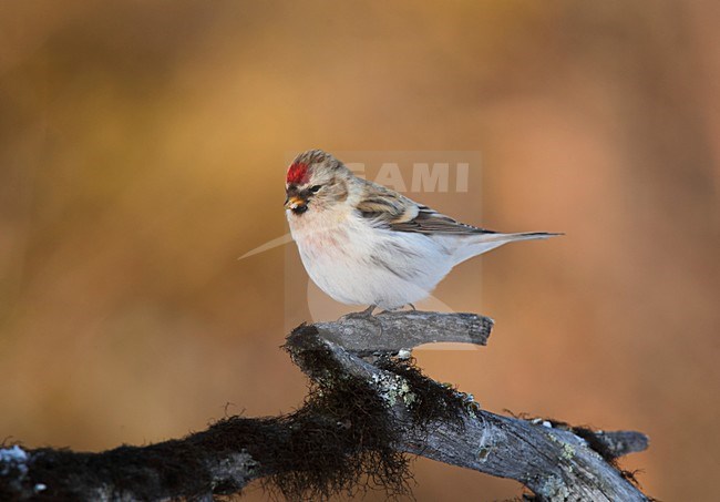 Witstuitbarmsijs, Coues's Arctic Redpoll, Carduelis hornemanni exilipes stock-image by Agami/Hugh Harrop,