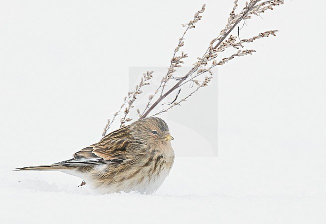 Twite (Carduelis flavirostris) Vantaa Finland February 2018 stock-image by Agami/Markus Varesvuo,