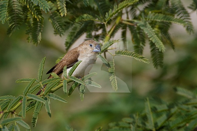 Zilverbekje in een struik; African Silverbill in a bush stock-image by Agami/Daniele Occhiato,