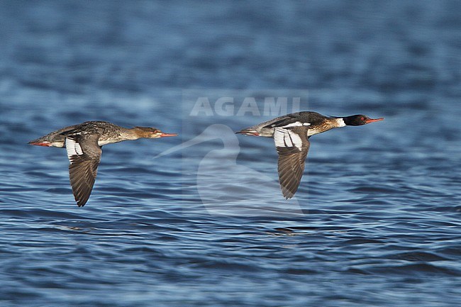 Red-breasted Merganser (Mergus serrator) flying in Churchill, Manitoba, Canada. stock-image by Agami/Glenn Bartley,