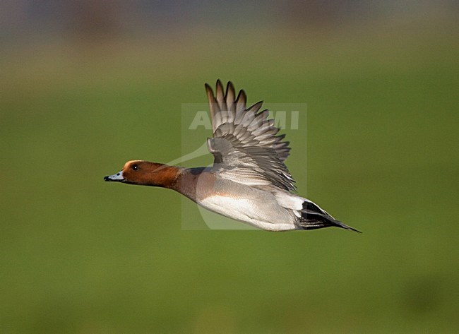 Eurasian Wigeon vliegend; Smient flying stock-image by Agami/Marc Guyt,