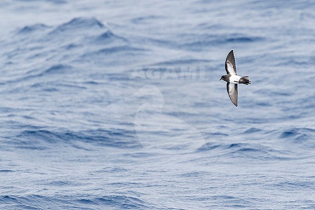 Black-bellied Storm Petrel (Fregetta tropica) flying low over the southern pacific ocean, south of New Zealand. stock-image by Agami/Marc Guyt,