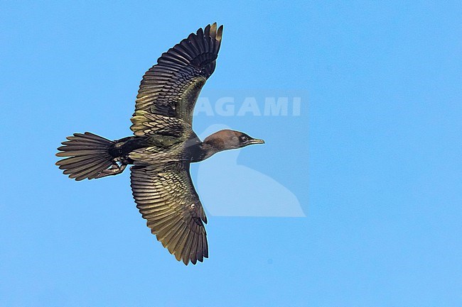 Pygmy Cormorant, Microcarbo pygmeus, in Italy. stock-image by Agami/Daniele Occhiato,