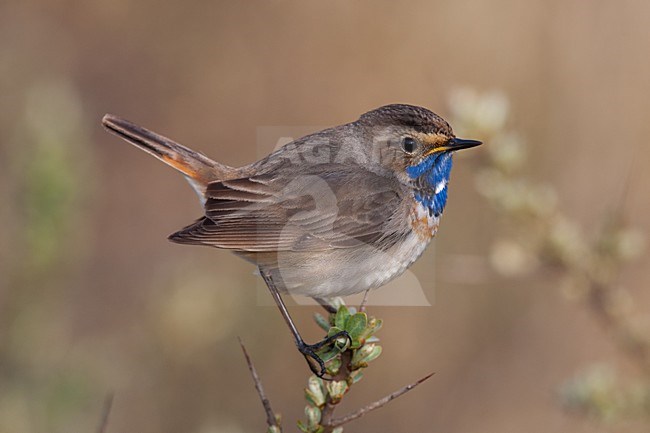 Mannetje Blauwborst; Male Bluethroat stock-image by Agami/Arnold Meijer,