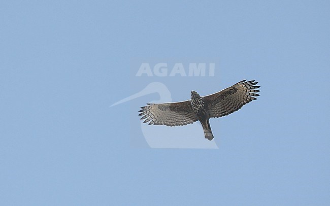 Changeable Hawk-Eagle (Nisaetus cirrhatus), adult in flight at Bavandagarh National Park, India stock-image by Agami/Helge Sorensen,
