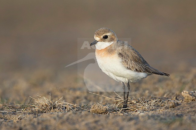 Lesser Sand Plover - Mongolenregenpfeifer - Charadrius mongolus ssp. pamirensis, Kyrgyzstan, adult female stock-image by Agami/Ralph Martin,