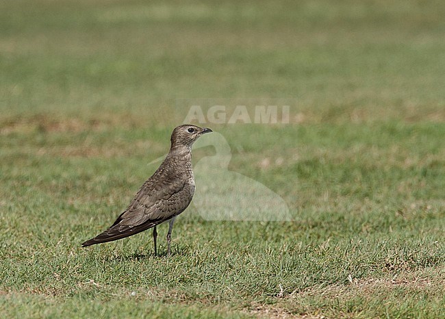 Juvenile Black-winged Pratincole (Glareola nordmanni) resting on El Gouna golf course stock-image by Agami/Edwin Winkel,