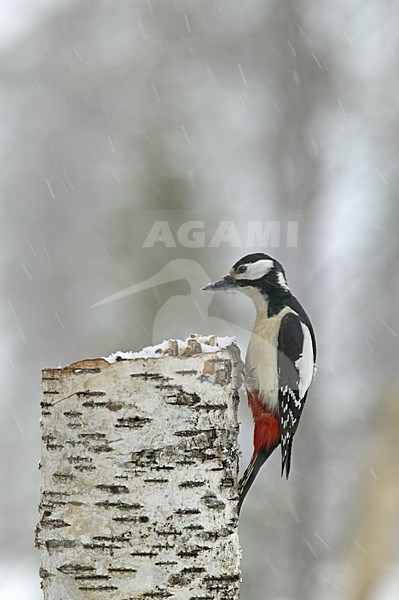 Great Spotted Woodpecker perched on a tree in winter; Grote bonte Specht zittend op een boom in de winter stock-image by Agami/Jari Peltomäki,