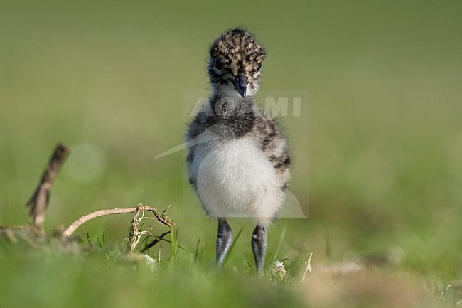 Kuiken van Kievit; Northern Lapwing chick stock-image by Agami/Marc Guyt,