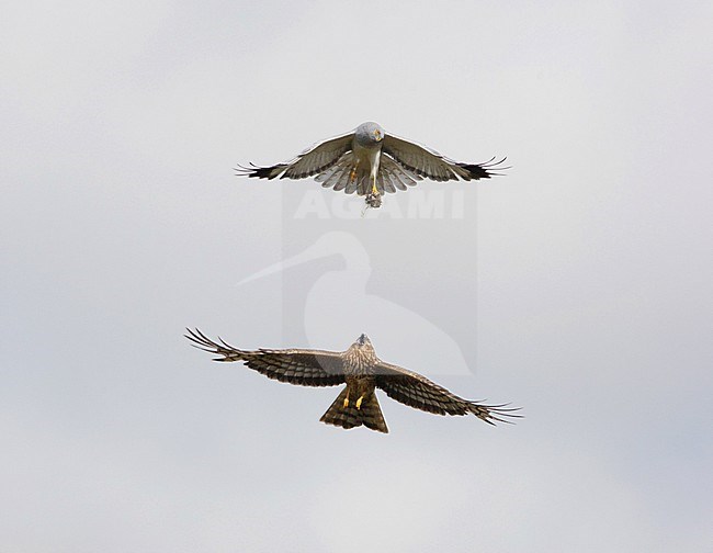 Baltsend paartje Blauwe Kiekendief; Hen Harrier pair displaying stock-image by Agami/Arie Ouwerkerk,