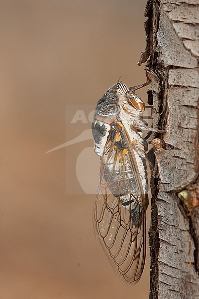 Lyristes plebejus - Common Cicada - Gemeine Singzikade, Greece, imgao stock-image by Agami/Ralph Martin,