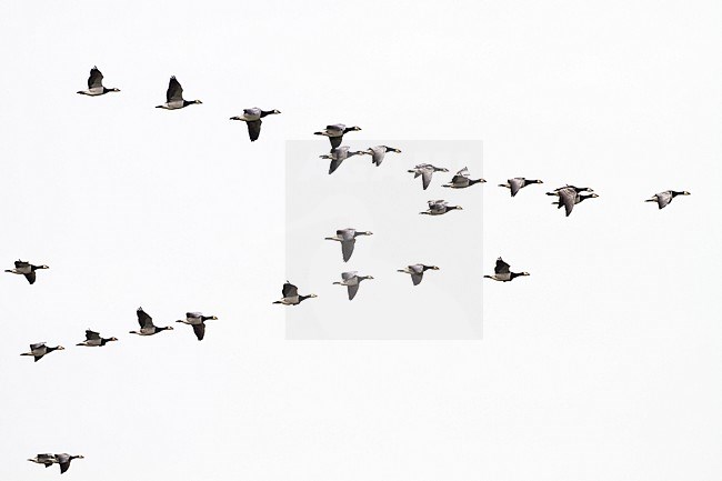 Barnacle Geese, Branta leucopsis flock flying in v formation with grey sky to wintering grounds stock-image by Agami/Menno van Duijn,