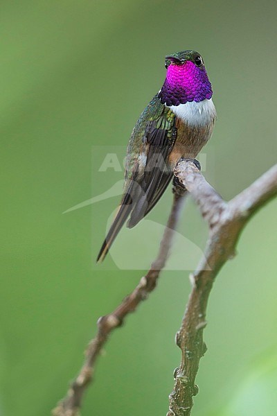 Bahama Woodstar (Calliphlox evelynae) perched on a branch stock-image by Agami/Dubi Shapiro,