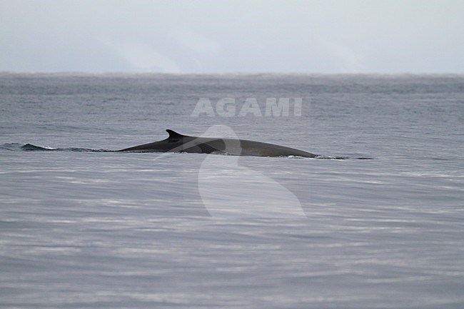 Gewone vinvis; Fin whale stock-image by Agami/Chris van Rijswijk,