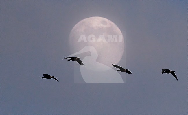 Flock of Taiga Bean Geese (Anser fabalis) in flight in Latvia. Four flying geese with moon in the background. stock-image by Agami/Markus Varesvuo,