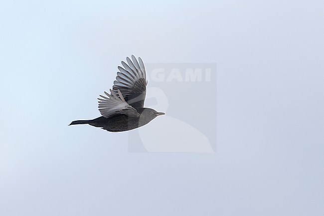 First-winter male Common Blackbird (Turdus merula) in flight at Rudersdal, Denmark stock-image by Agami/Helge Sorensen,