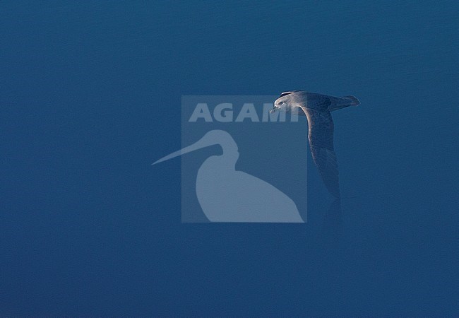 Northern Fulmar (Fulmarus glacialis) in flight at Svalbard, Arctic Norway. stock-image by Agami/Marc Guyt,