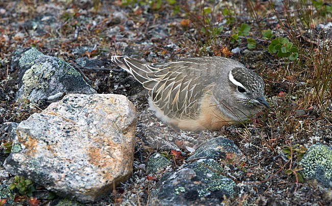 Broedende Morinelplevier, Eurasian Dotterel breeding stock-image by Agami/Markus Varesvuo,