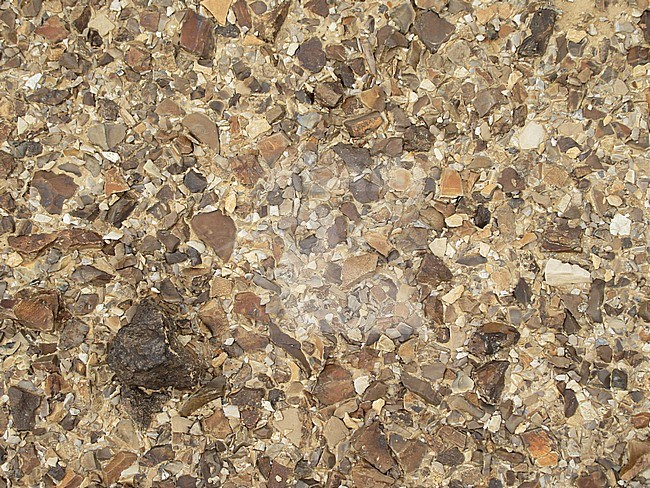 Dry desert ground covered with little rocks, in the southern Negev desert in Israel. Slightly bigger grey rock in left corner. stock-image by Agami/Marc Guyt,